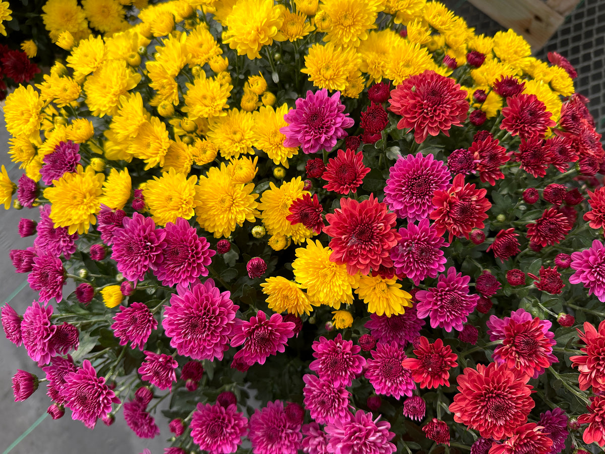 GARDEN MUMS COMBO TRICK OR TREAT - 12" Pot