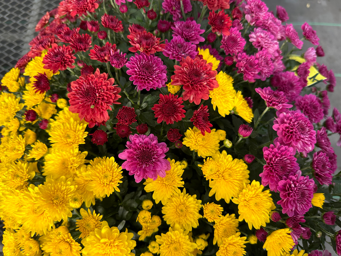 GARDEN MUMS COMBO TRICK OR TREAT - 12" Pot