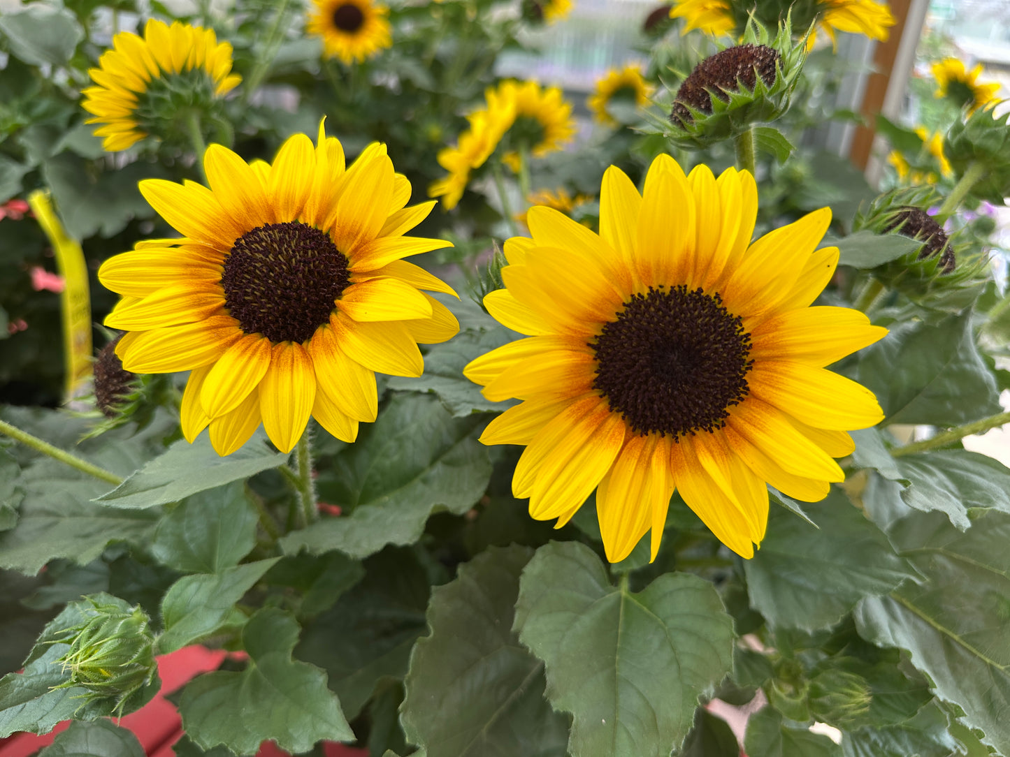 HELIANTHUS SOL SEEKER HONEY - 10" POT