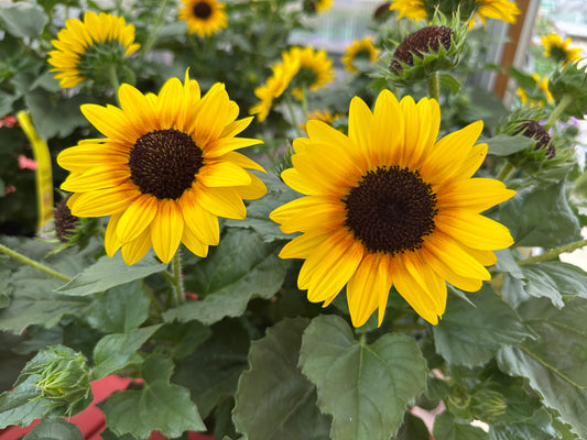 HELIANTHUS SOL SEEKER HONEY - 10" POT