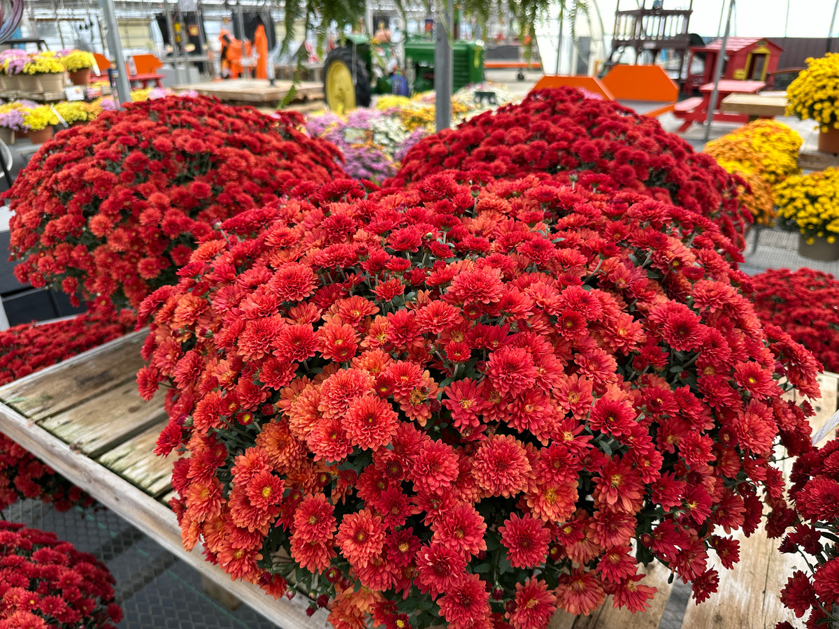 GARDEN MUMS TABITHA SCARLET - 10" Pot