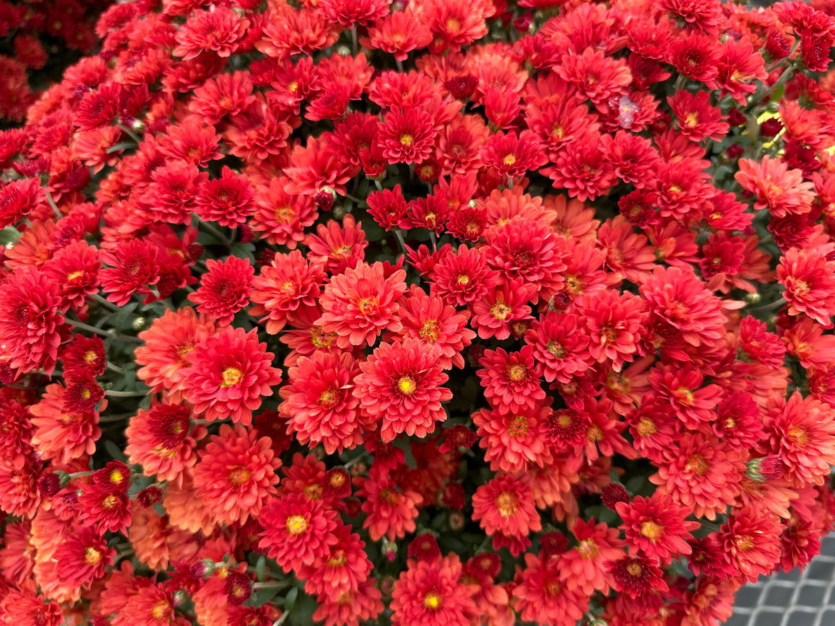 GARDEN MUMS TABITHA SCARLET - 10" Pot