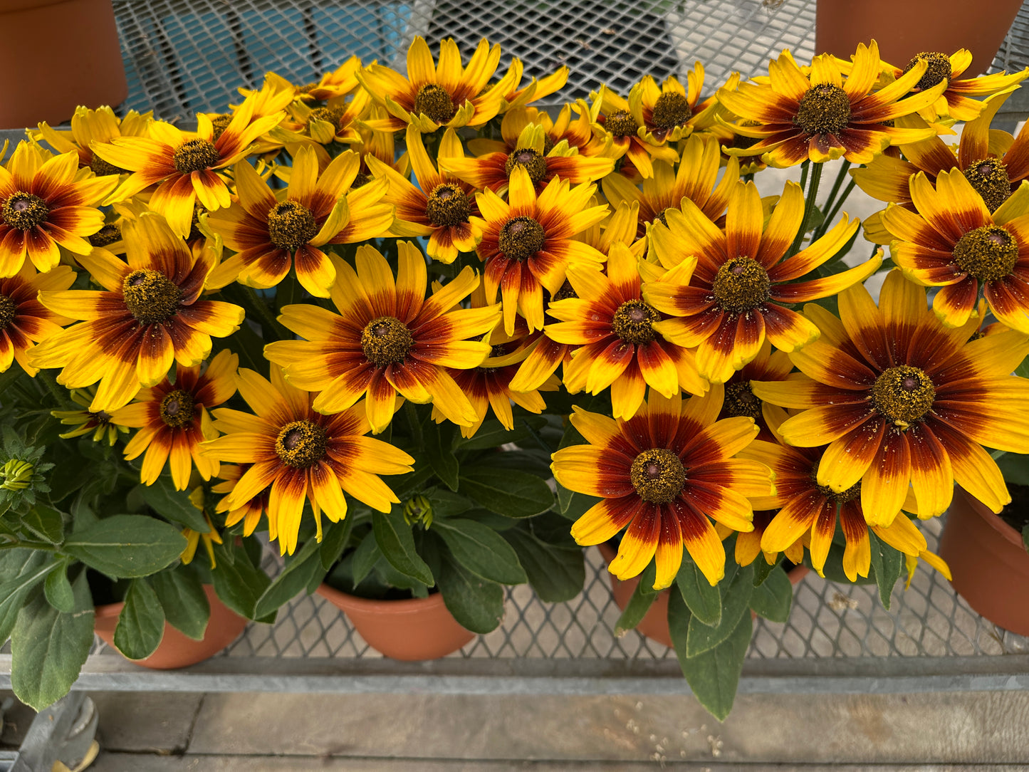 RUDBECKIA SUNBECKIA MARILYN - 14" POT