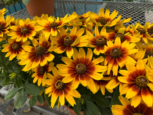 RUDBECKIA SUNBECKIA MARILYN 10''