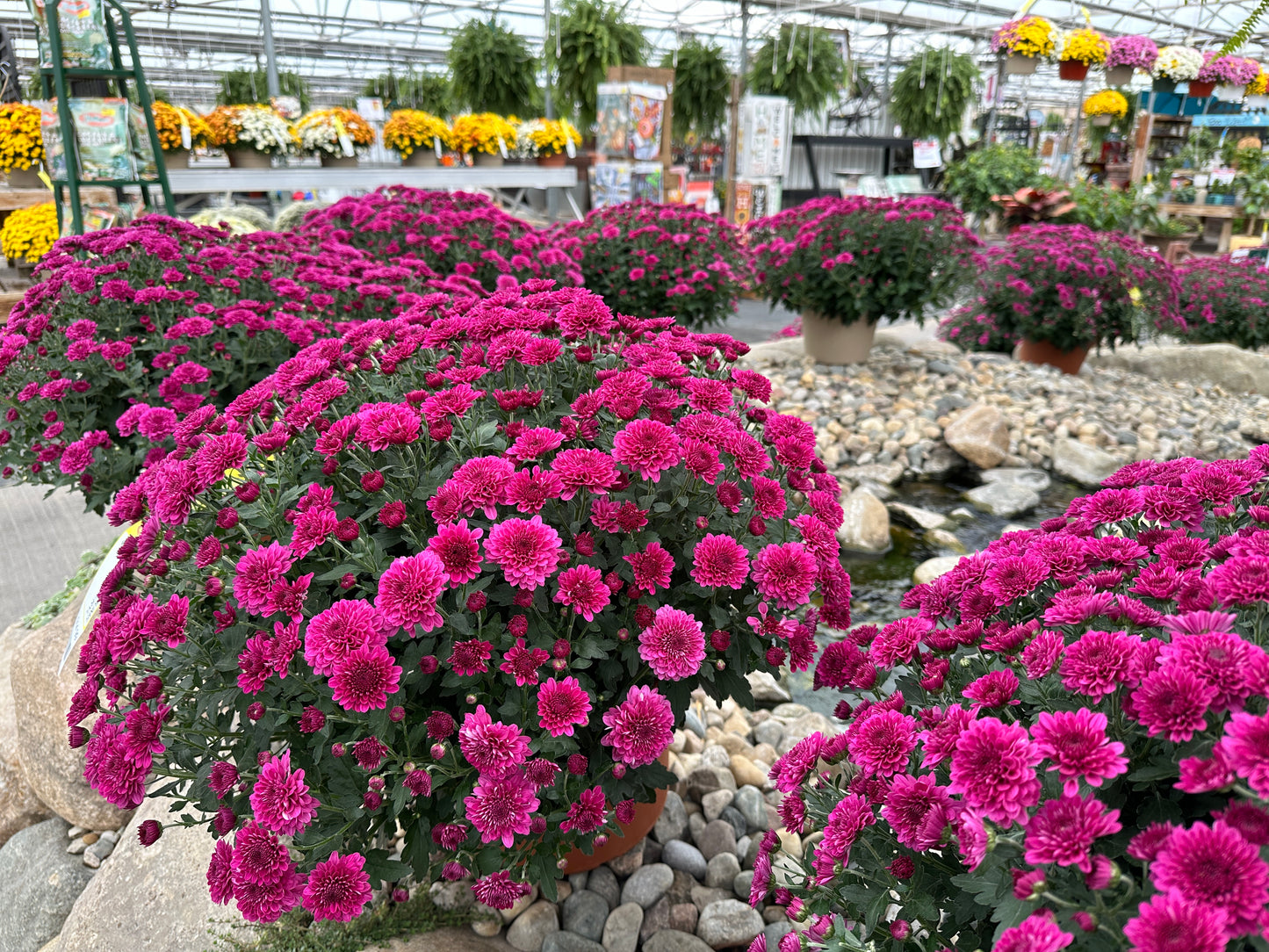 GARDEN MUMS REGAL CHERYL - 10" Pot