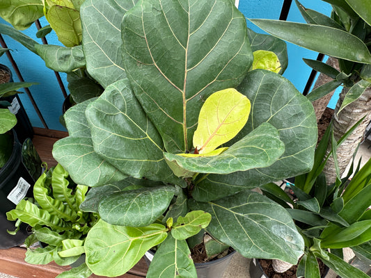 10" Ficus Pandurata Lyrata Standard