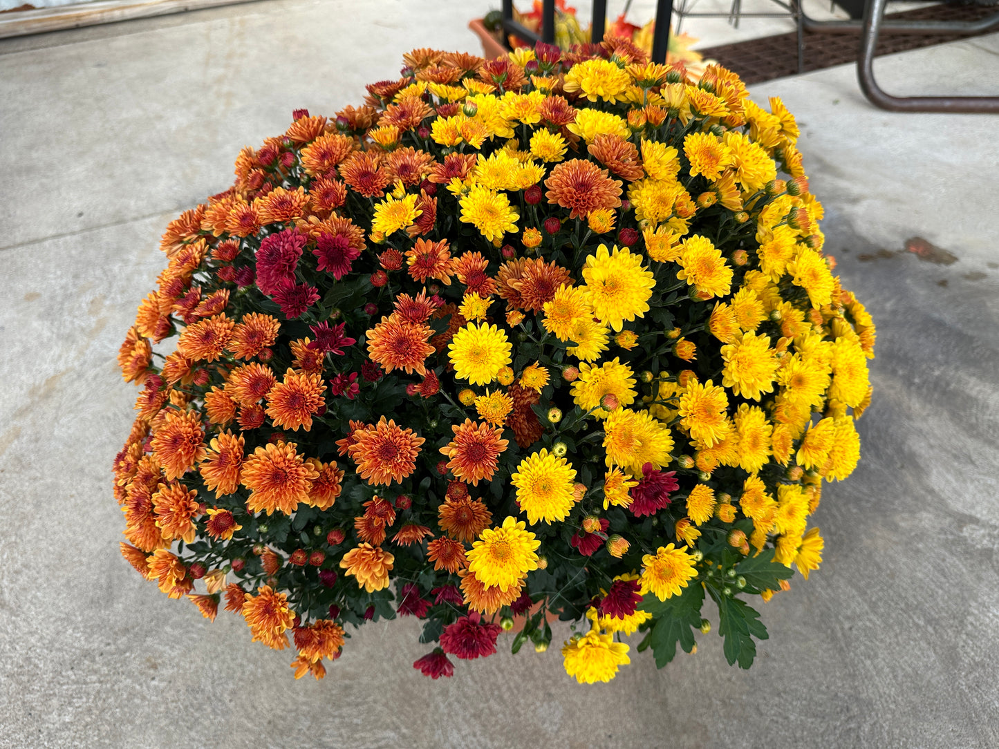 GARDEN MUMS COMBO JACK O'LANTERN - 12" Pot