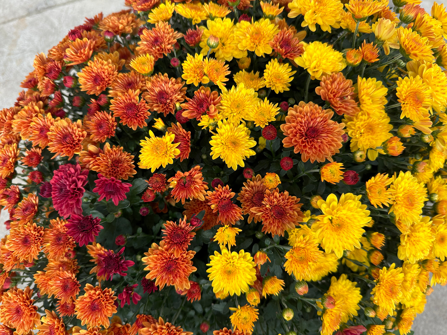 GARDEN MUMS COMBO JACK O'LANTERN - 12" Pot