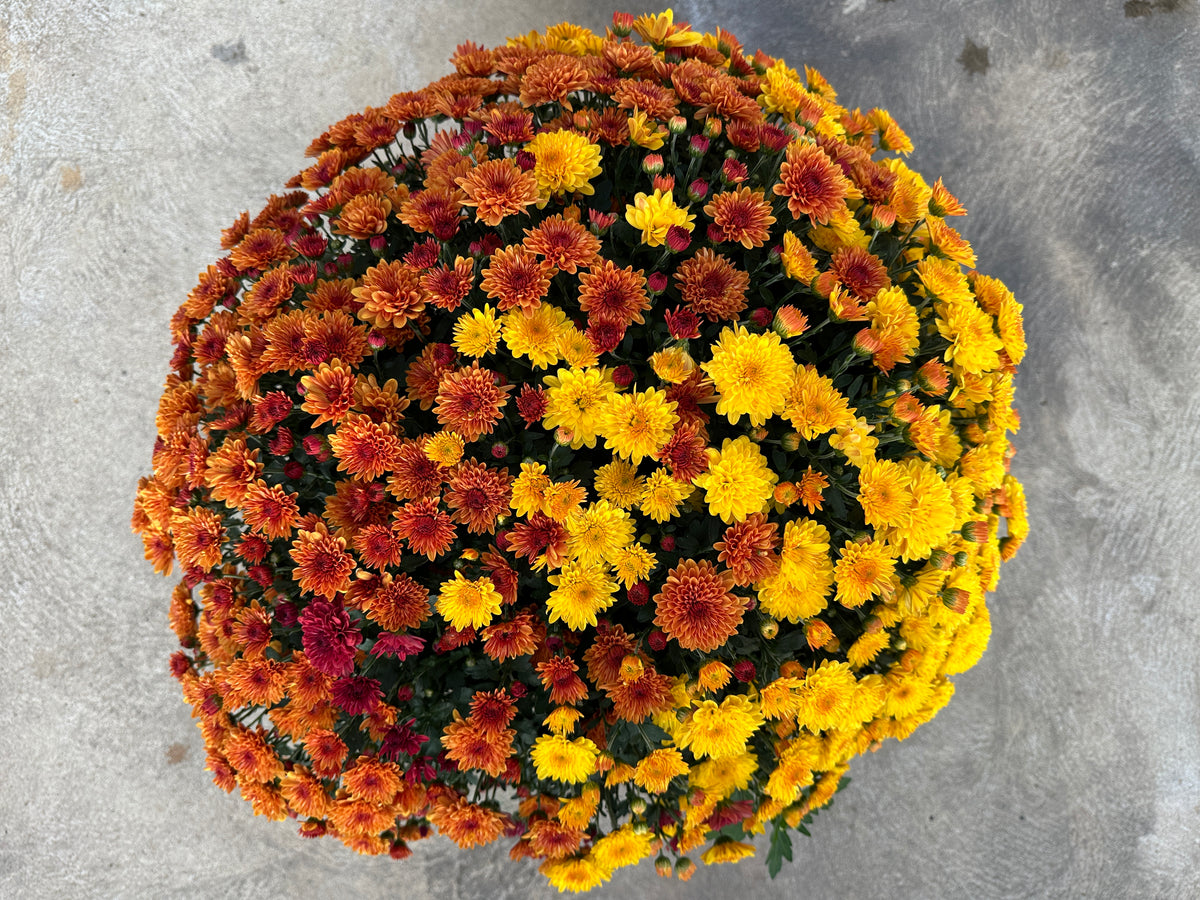 GARDEN MUMS COMBO JACK O'LANTERN - 12" Pot