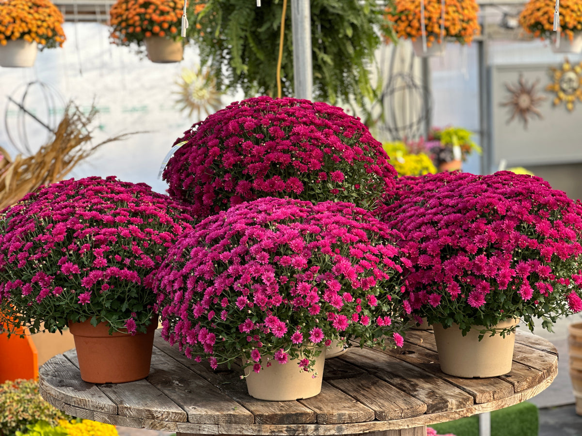 GARDEN MUMS WANDA PURPLE - 12" Pot
