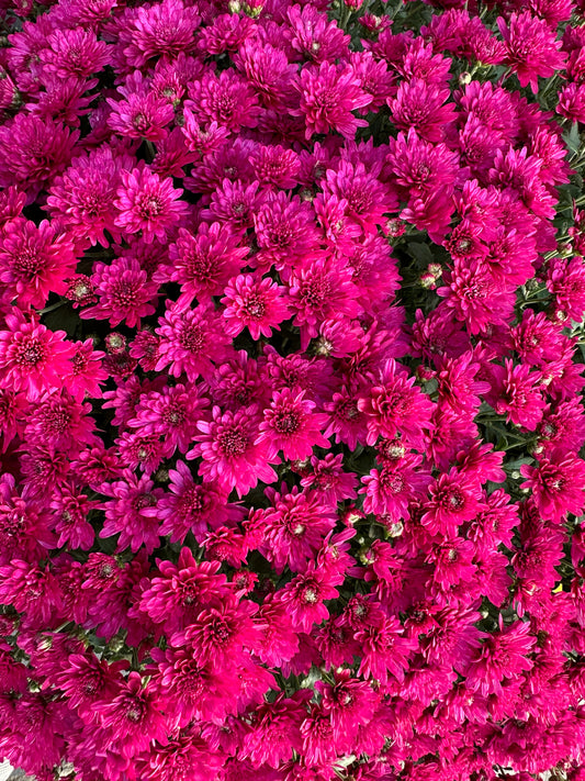 GARDEN MUMS WANDA PURPLE