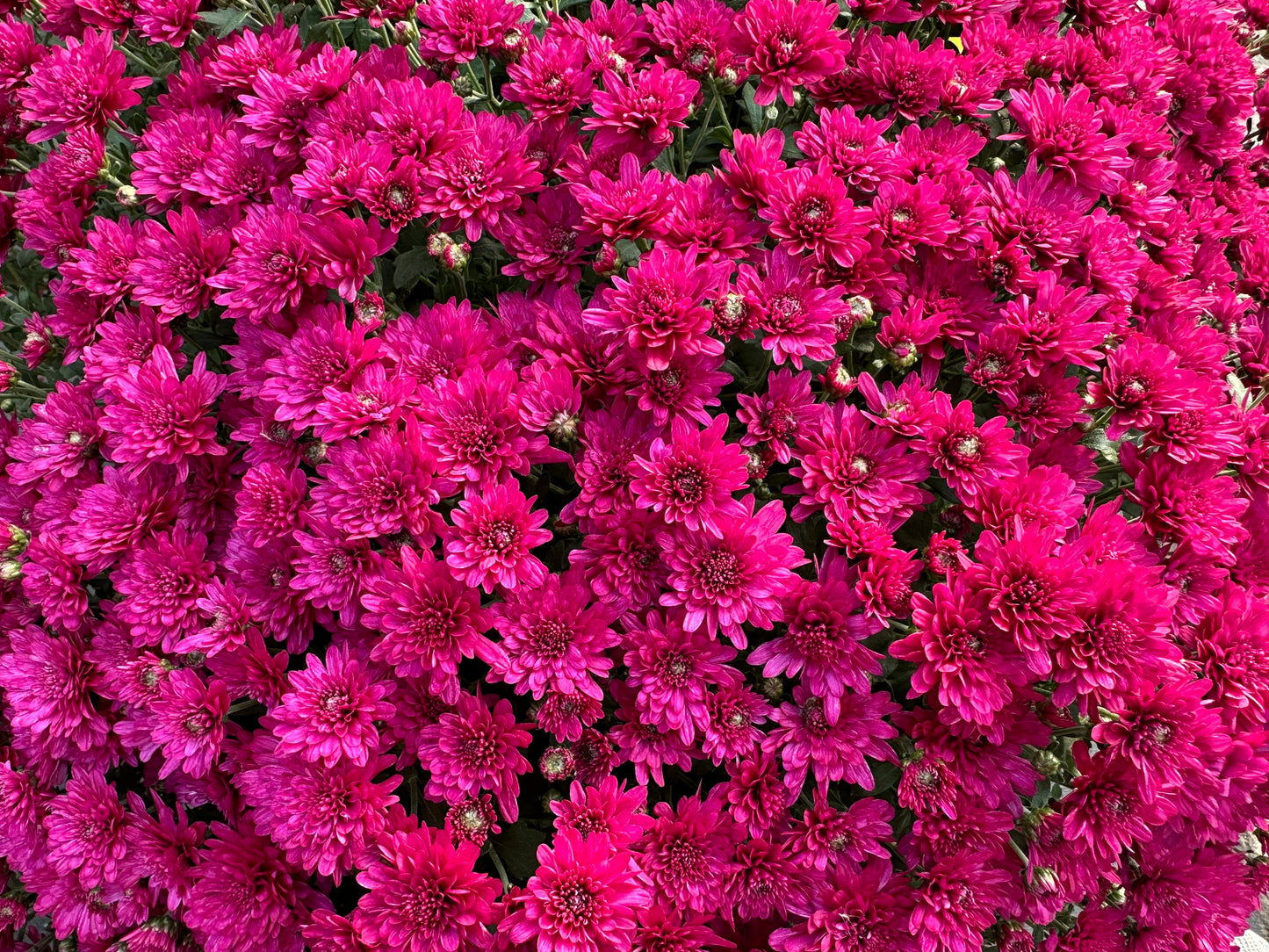 GARDEN MUMS WANDA PURPLE - 12" Pot