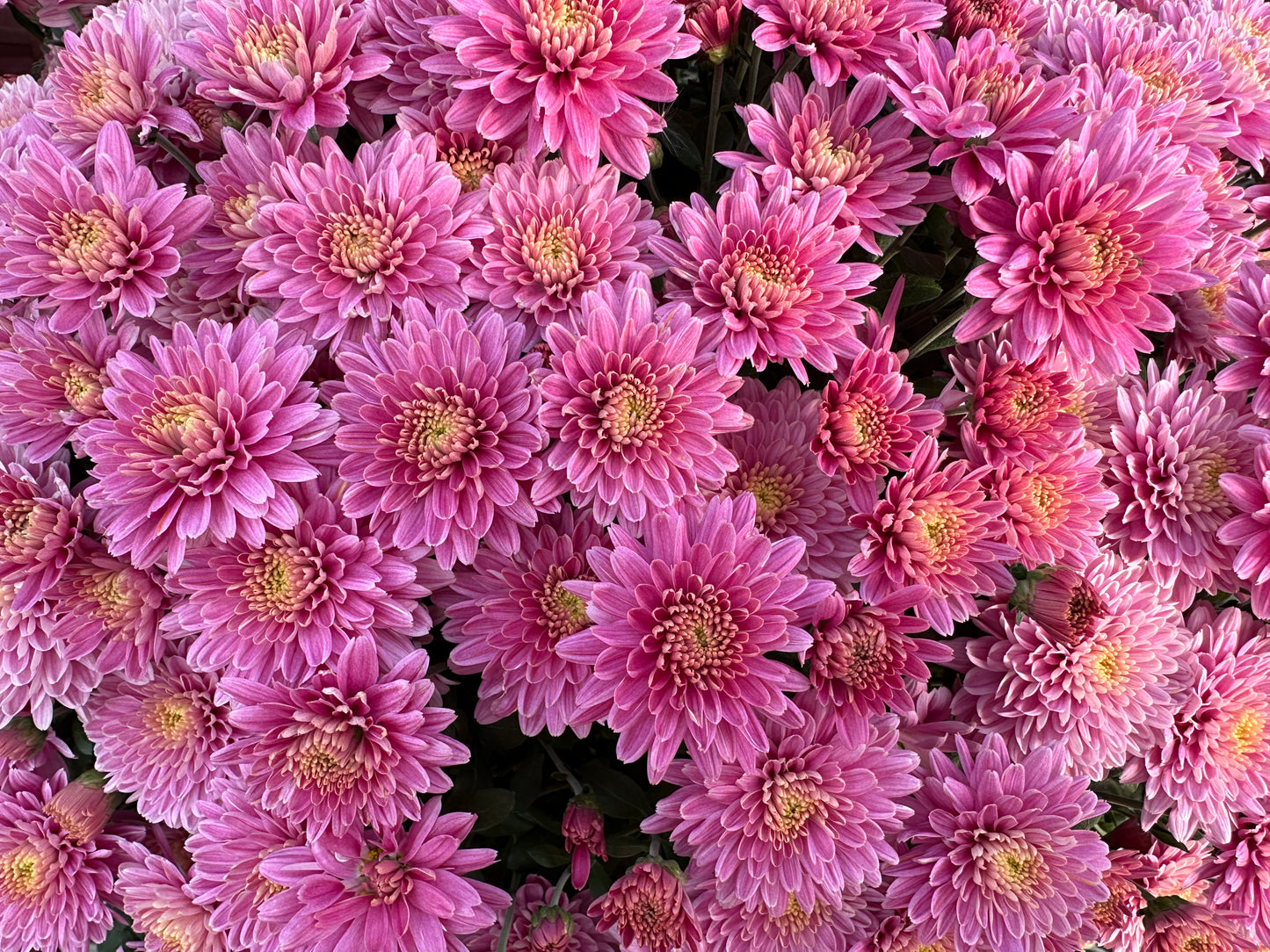 GARDEN MUMS AMIKO VIOLET - 10" Pot