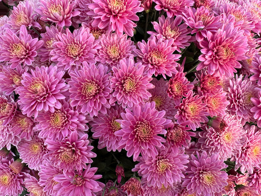 GARDEN MUMS AMIKO VIOLET