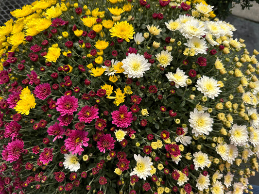 GARDEN MUMS COMBO FRIGHT NIGHT