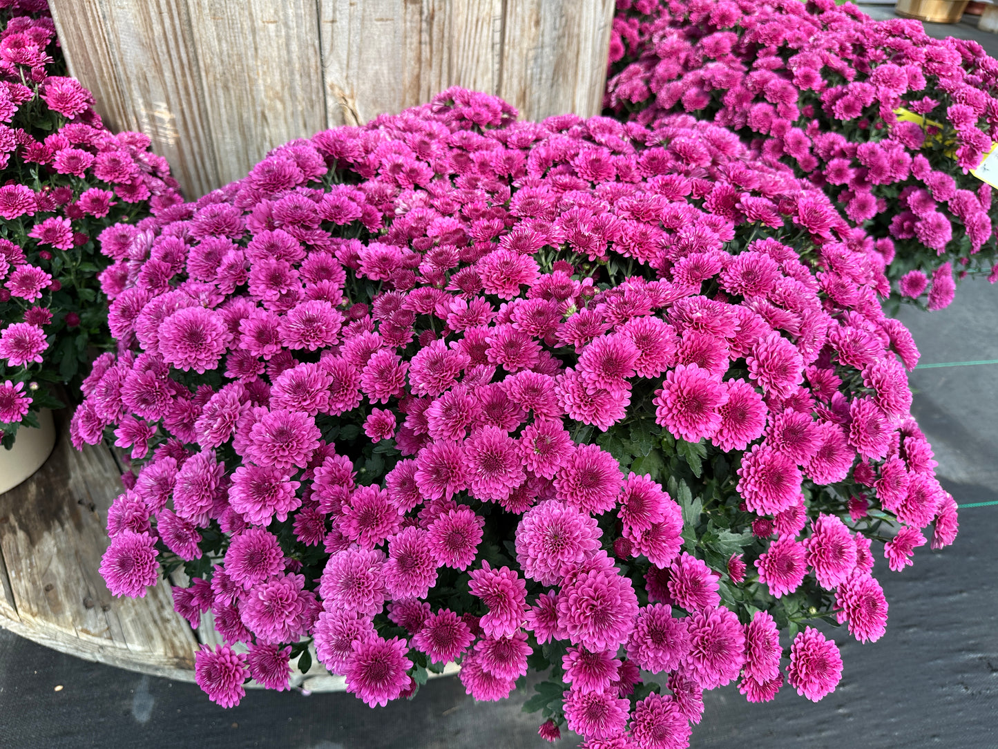GARDEN MUMS REGAL CHERYL - 10" Pot