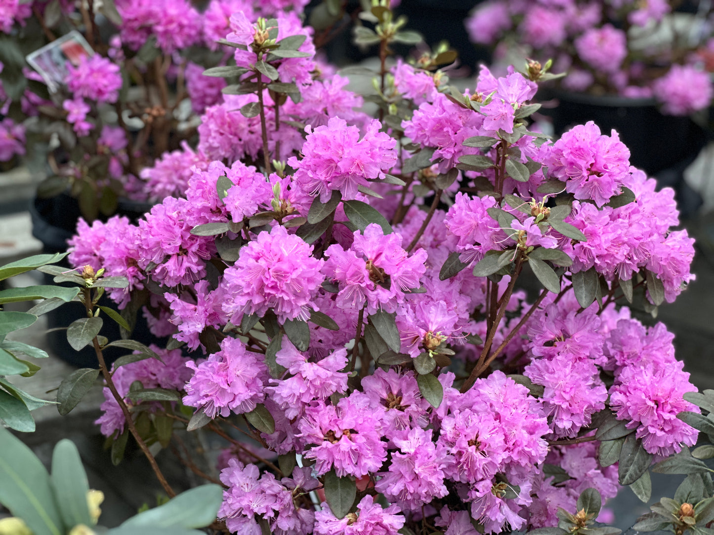 Rhododendron  'P.J.M. Elite'
