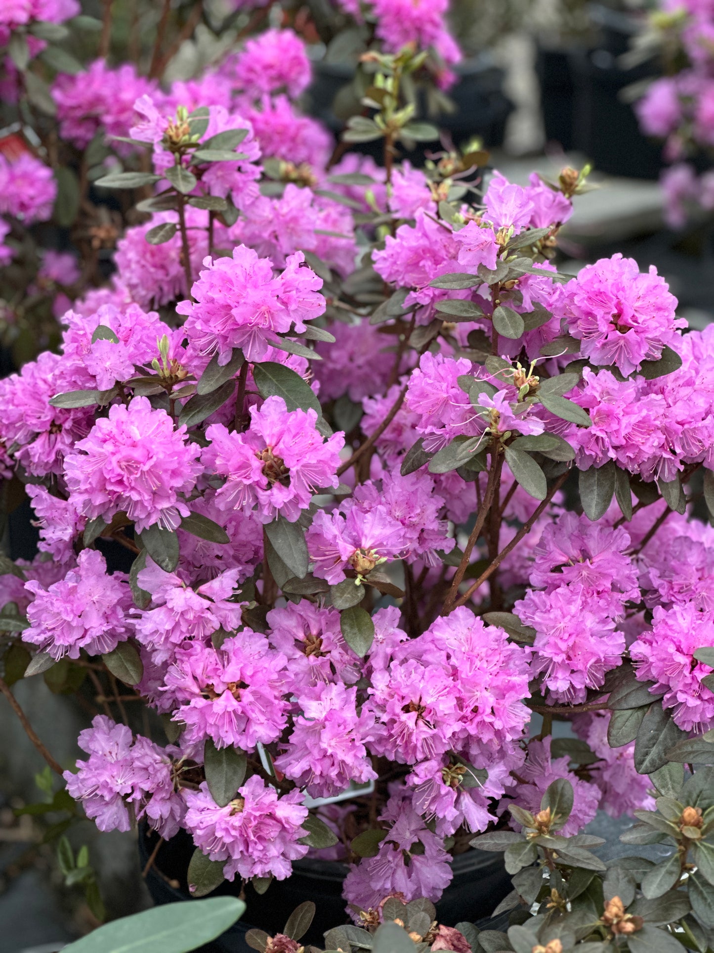 Rhododendron  'P.J.M. Elite'