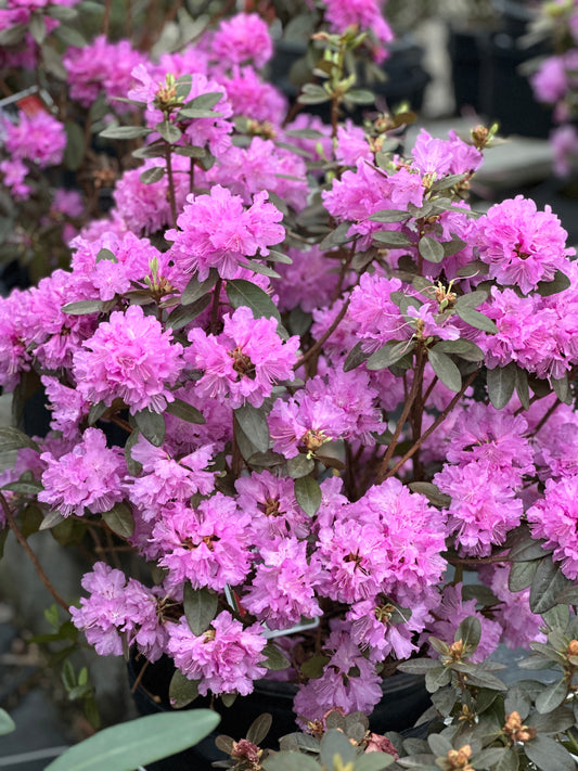 RHODODENDRON PJM 'ELITE'