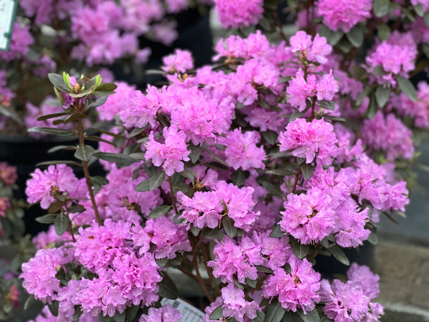 Rhododendron  'P.J.M. Elite'