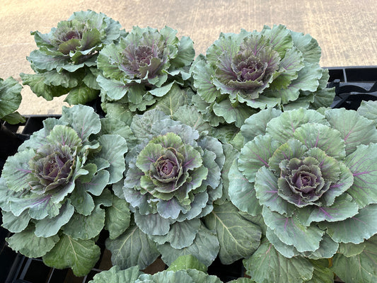 FLOWERING CABBAGE DYNASTY RED - QUART POT