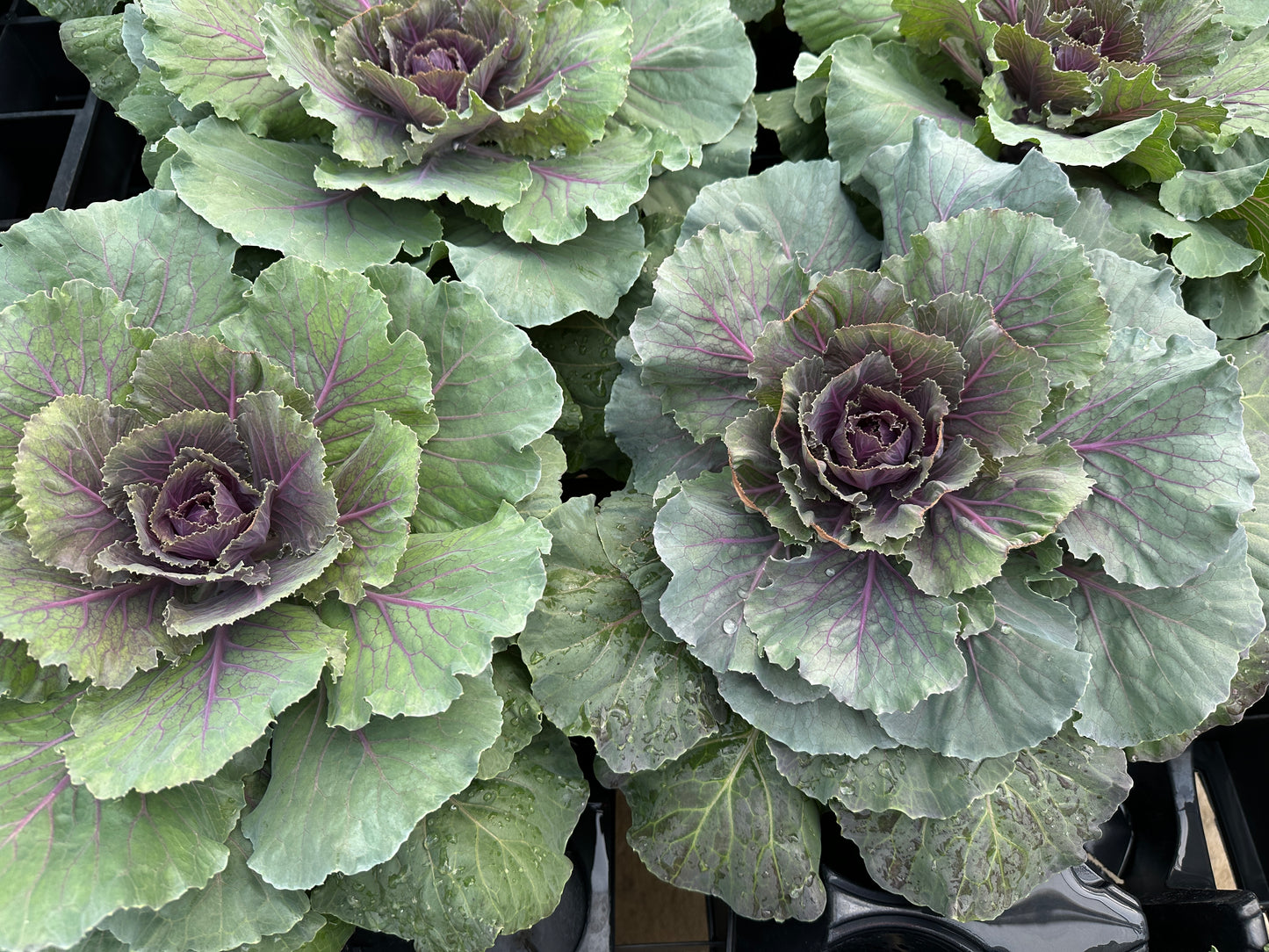 FLOWERING KALE SONGBIRD RED - QUART POT