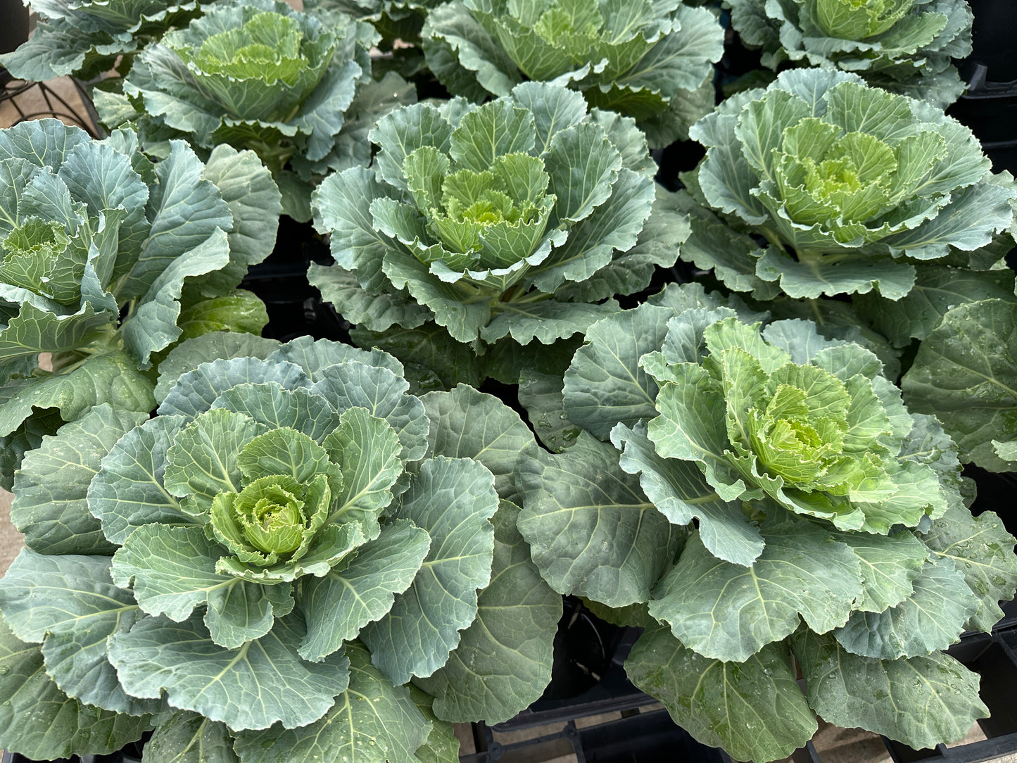 FLOWERING CABBAGE DYNASTY WHITE - QUART POT
