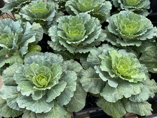 FLOWERING CABBAGE DYNASTY WHITE - QUART POT