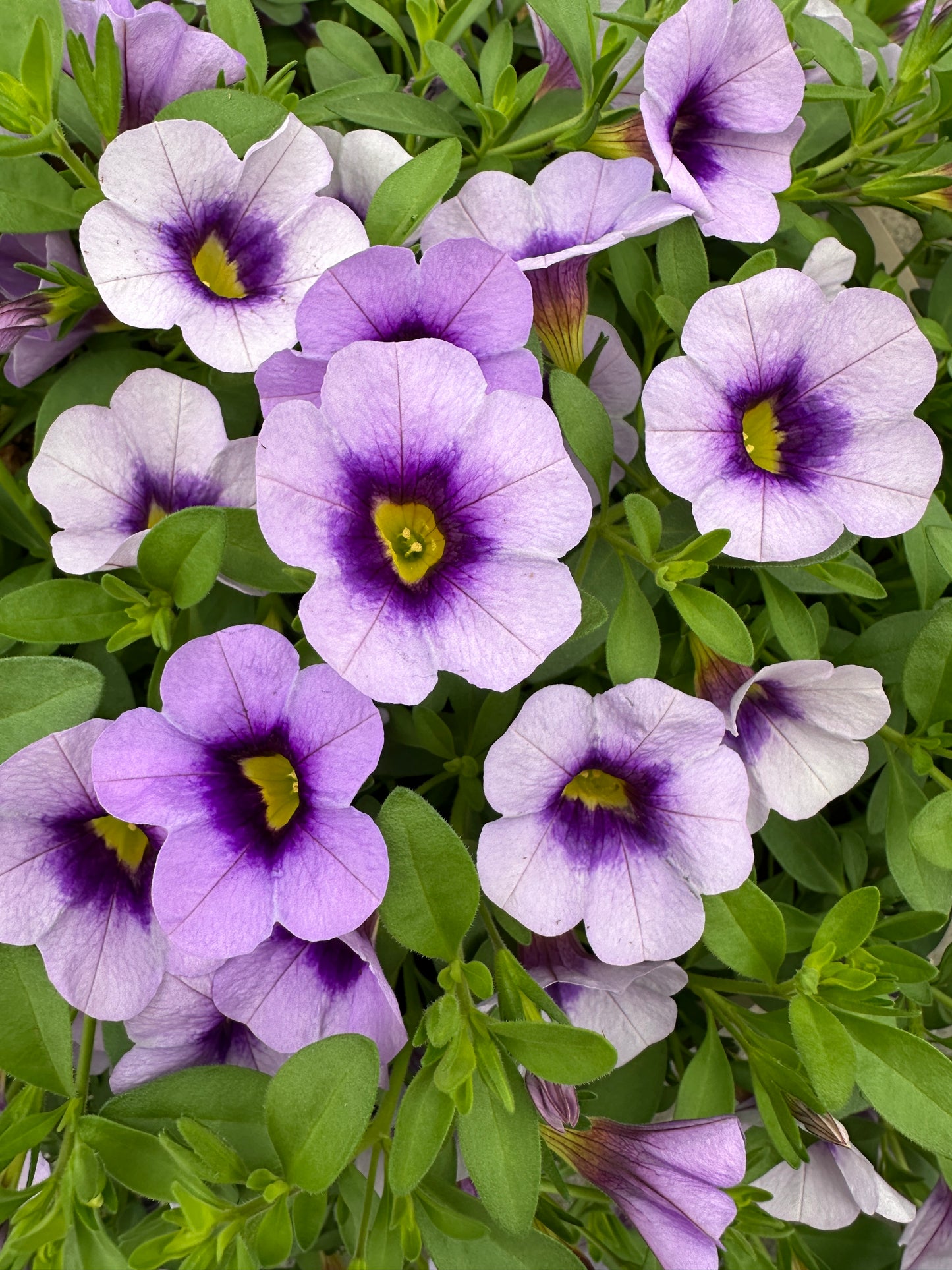 CALIBRACHOA EYECATCHER BLUE - 10'' HANGING BASKET