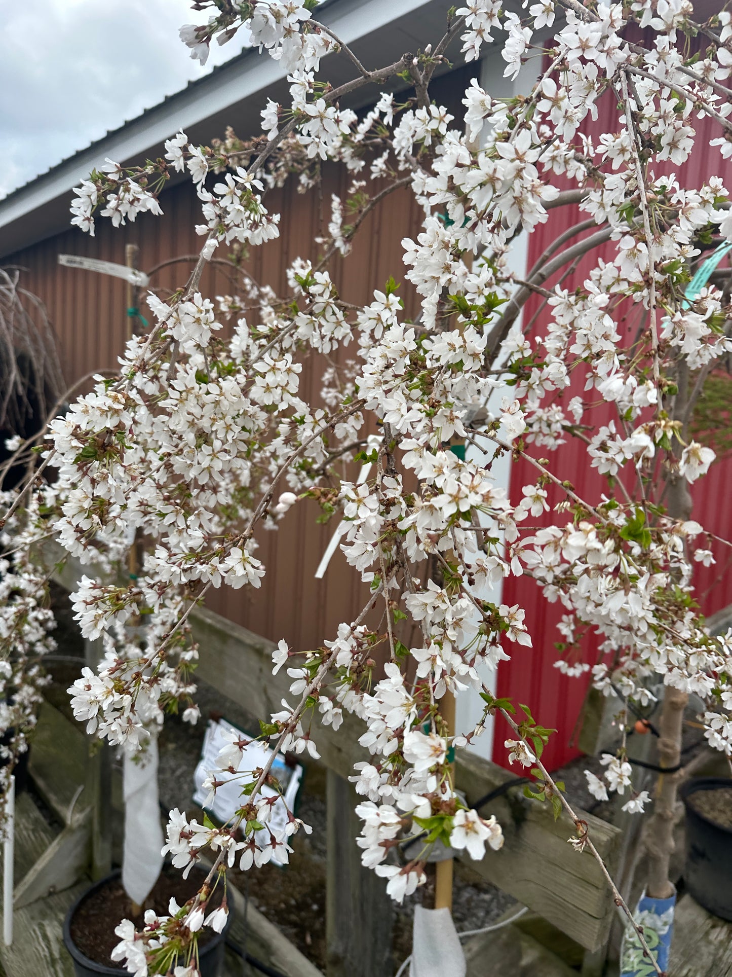 PRUNUS 'SNOFOZAM' UMBRELLA