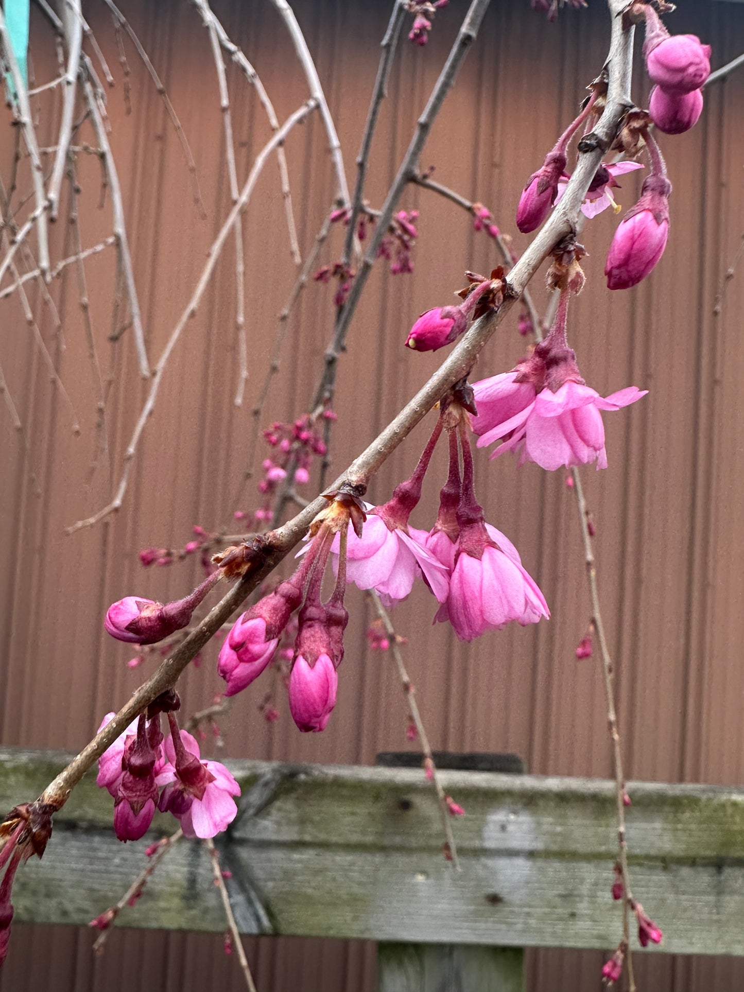 PRUNUS 'PINK SNOW SHOWERS'™ UMBRELLA