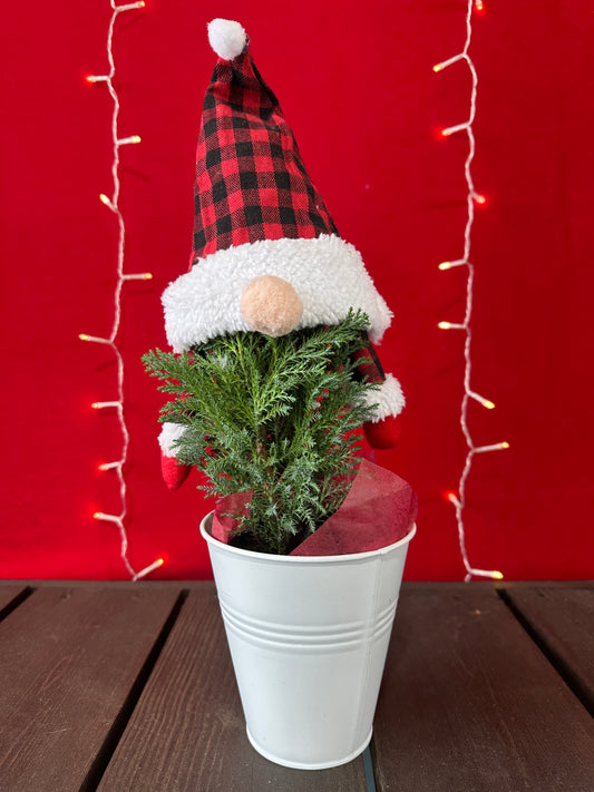 Lawson False Cypress Gnome  5" Deco Pot (Xmas)