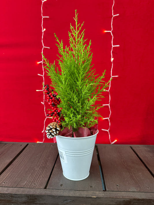 Lemon Cypress  5" Deco Pot (Xmas)