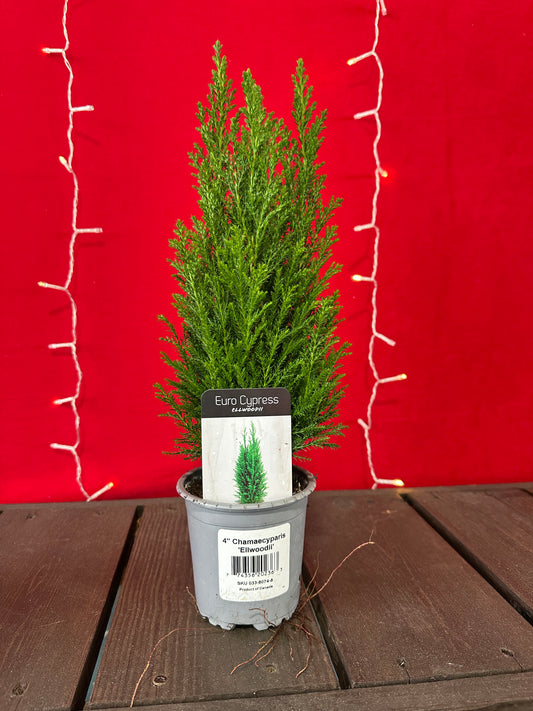 Lawson False Cypress  4" Pot (Xmas)