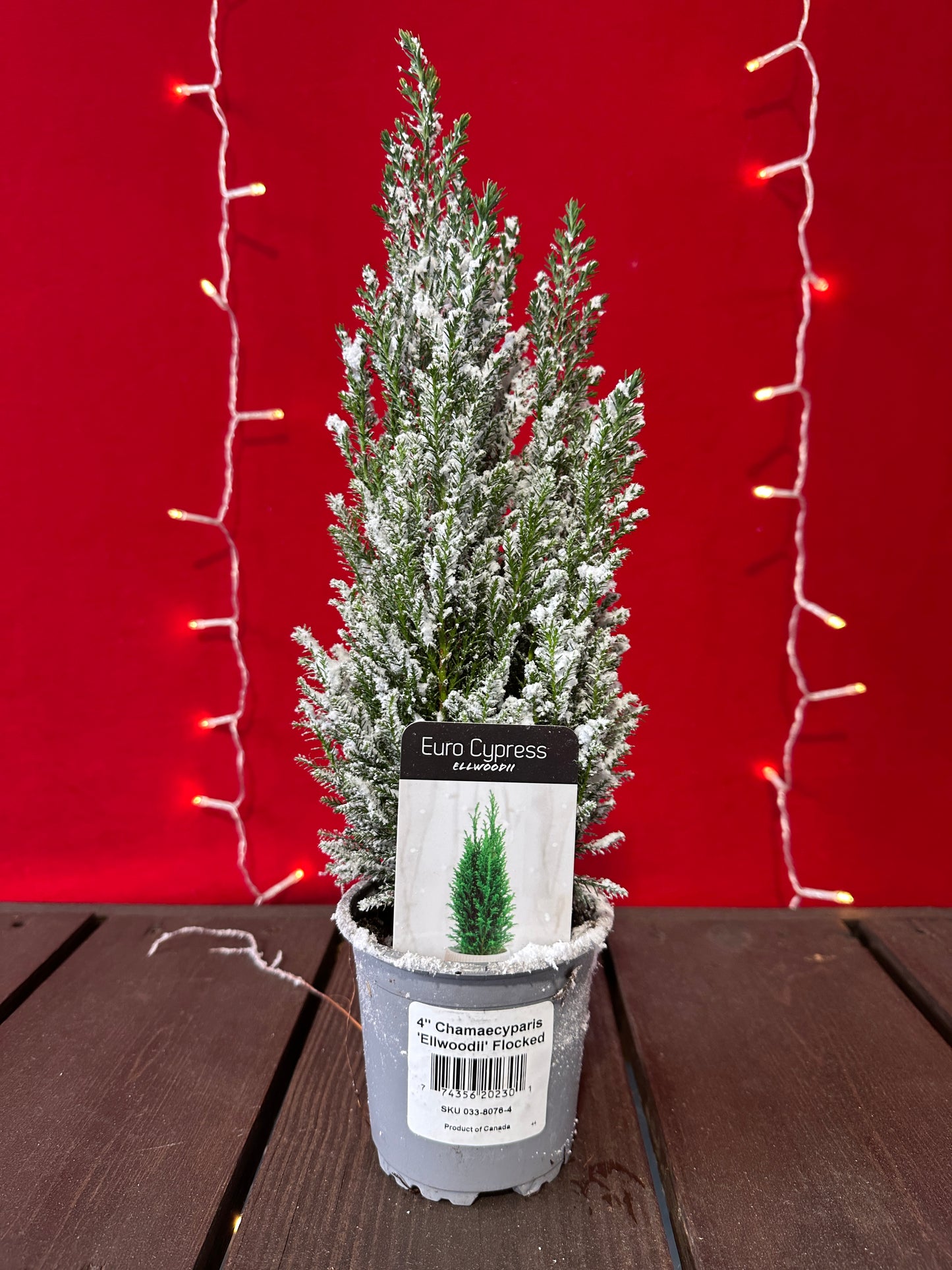 Lawson False Cypress Flocked 4" Pot (Xmas)
