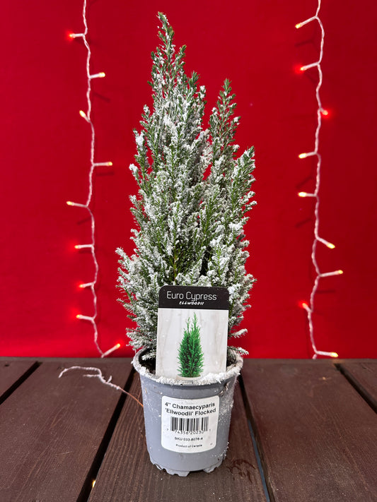 Lawson False Cypress Flocked 4" Pot (Xmas)