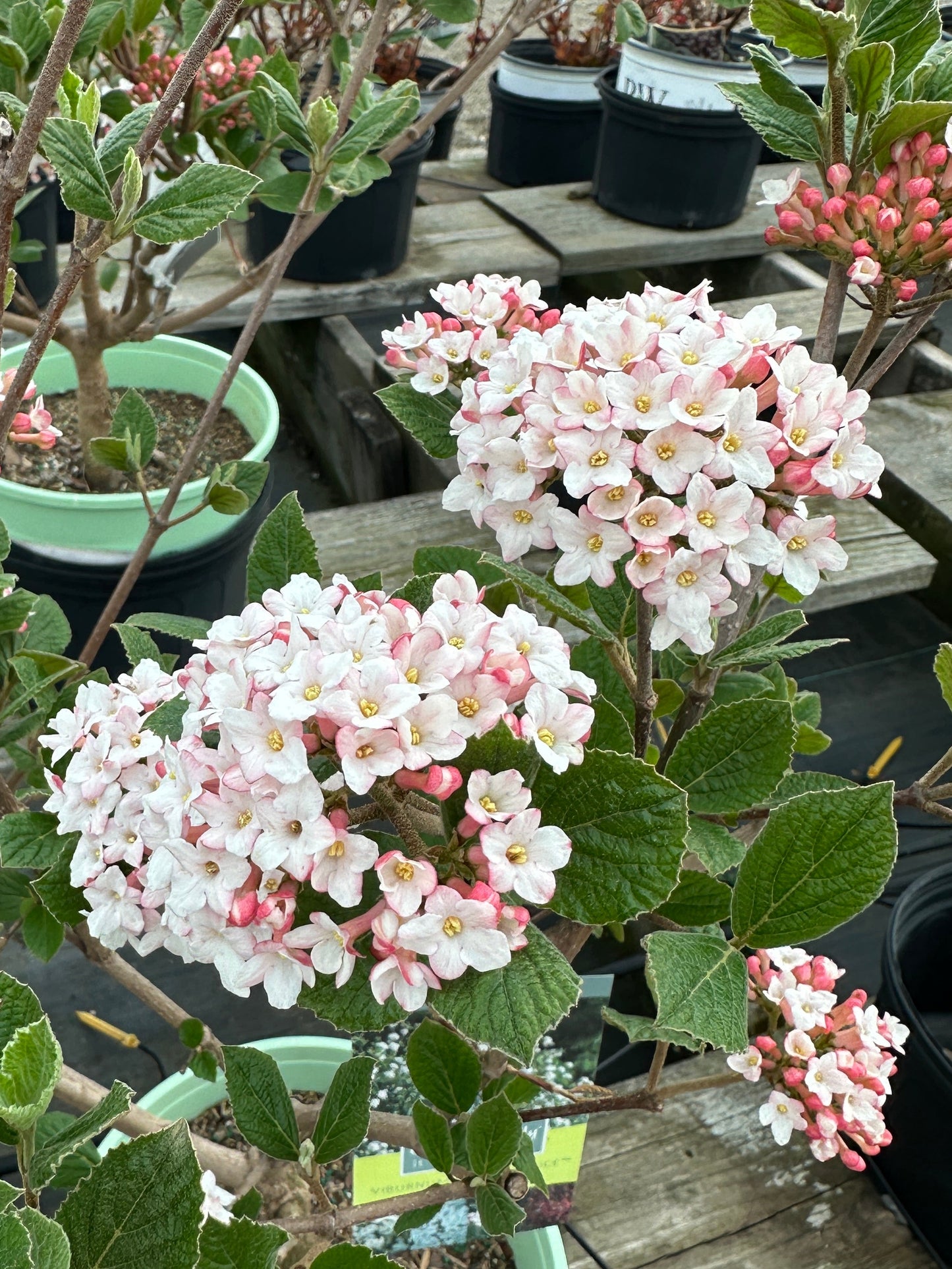 VIBURNUM CARLESII 'SELECT SUGAR N' SPICE'