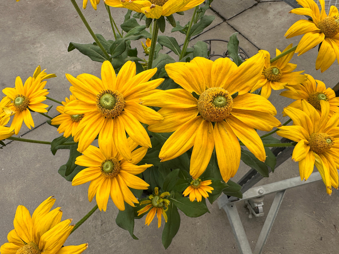 RUDBECKIA SUNBECKIA OPHELIA 12''