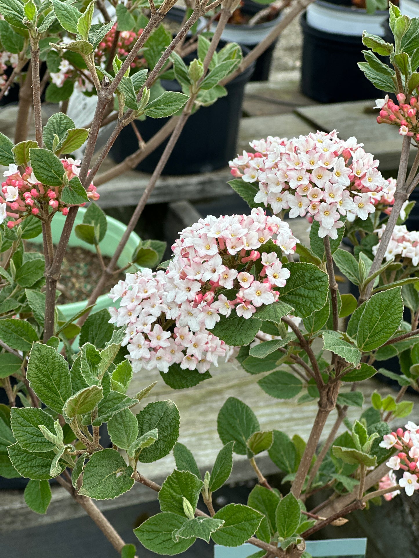 VIBURNUM CARLESII 'SELECT SUGAR N' SPICE'