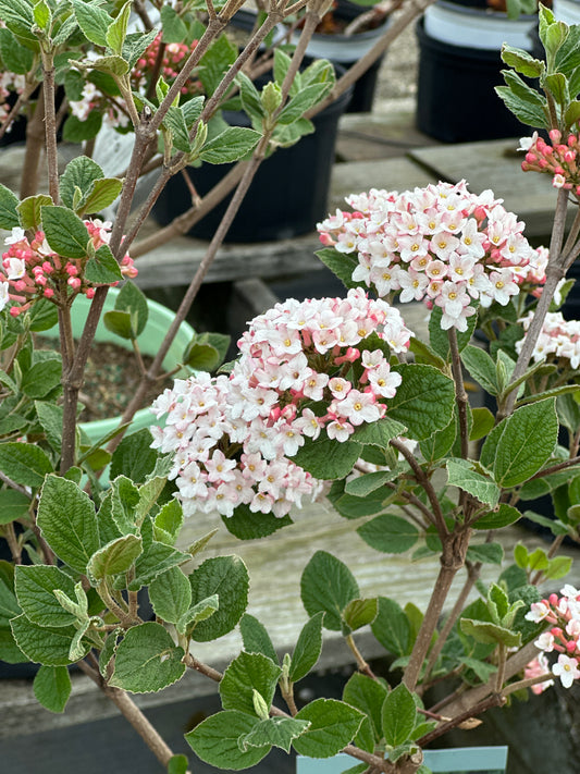 VIBURNUM CARLESII 'SELECT SUGAR N' SPICE'