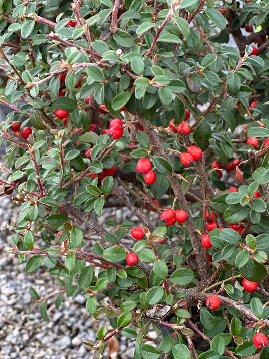 Cotoneaster 'Coral Beauty'