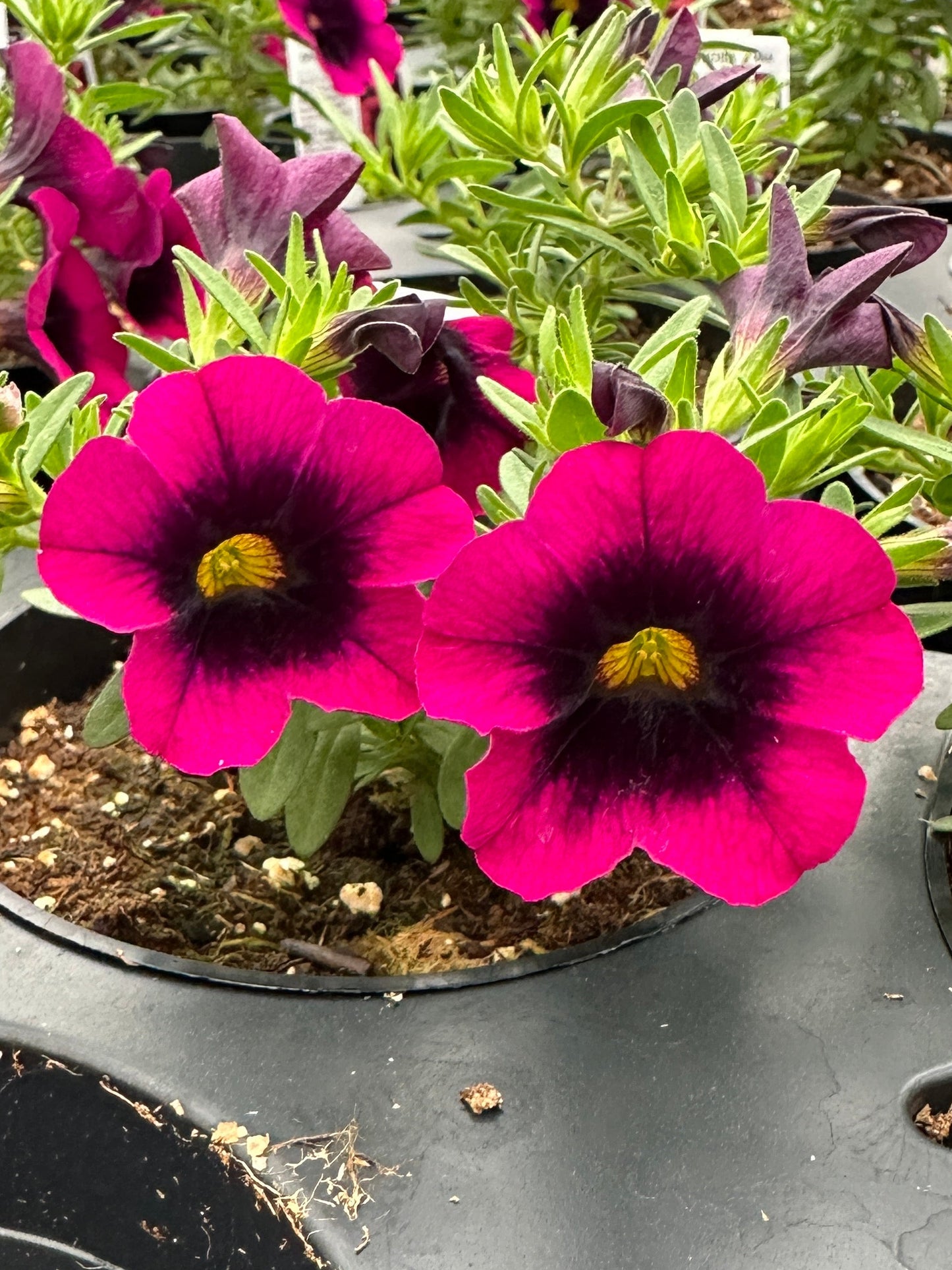 CALIBRACHOA CALILOCO DRACULA - 4'' POT