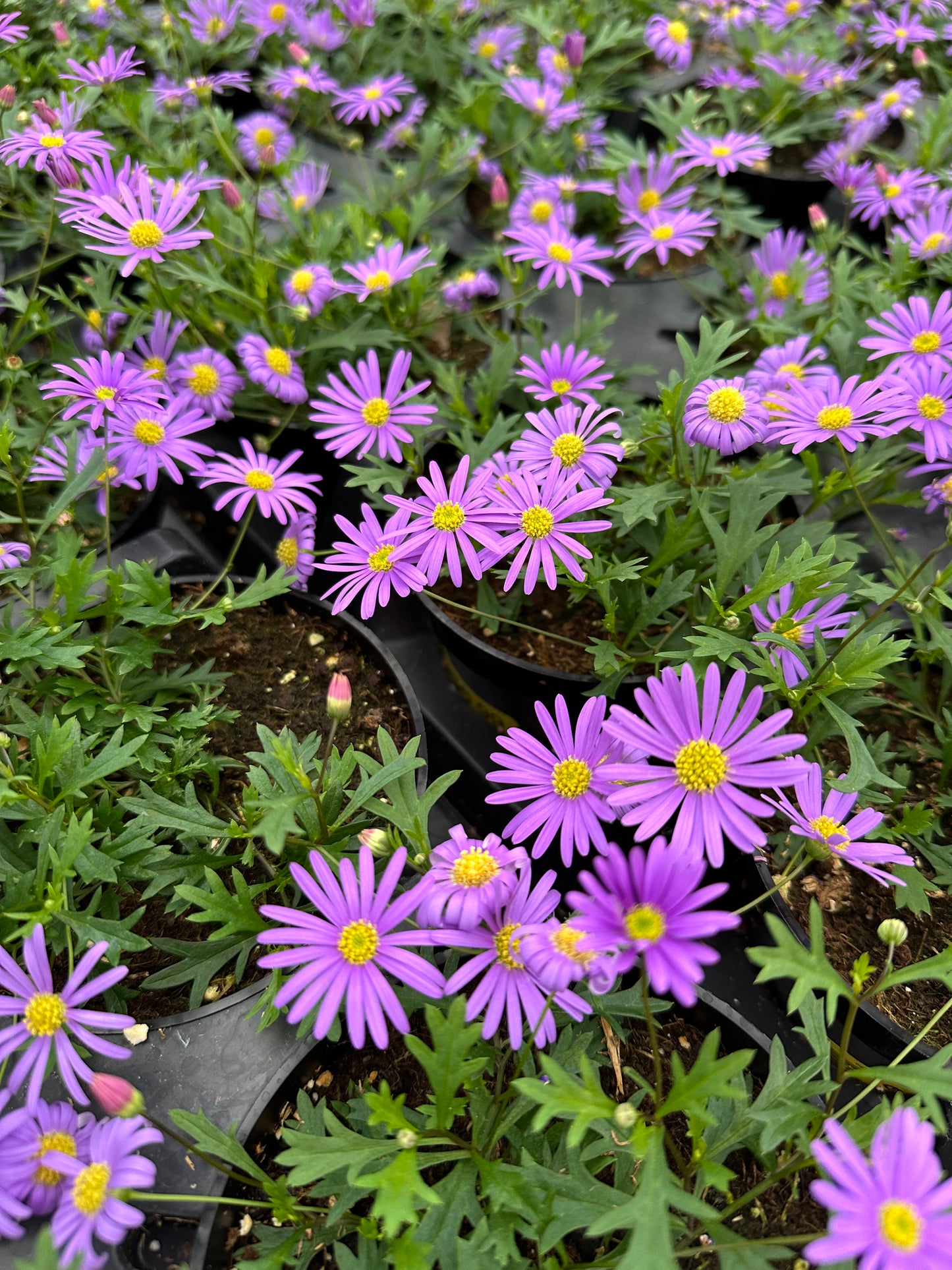 BRACHYSCOME BRASCO VIOLET - 4'' POT
