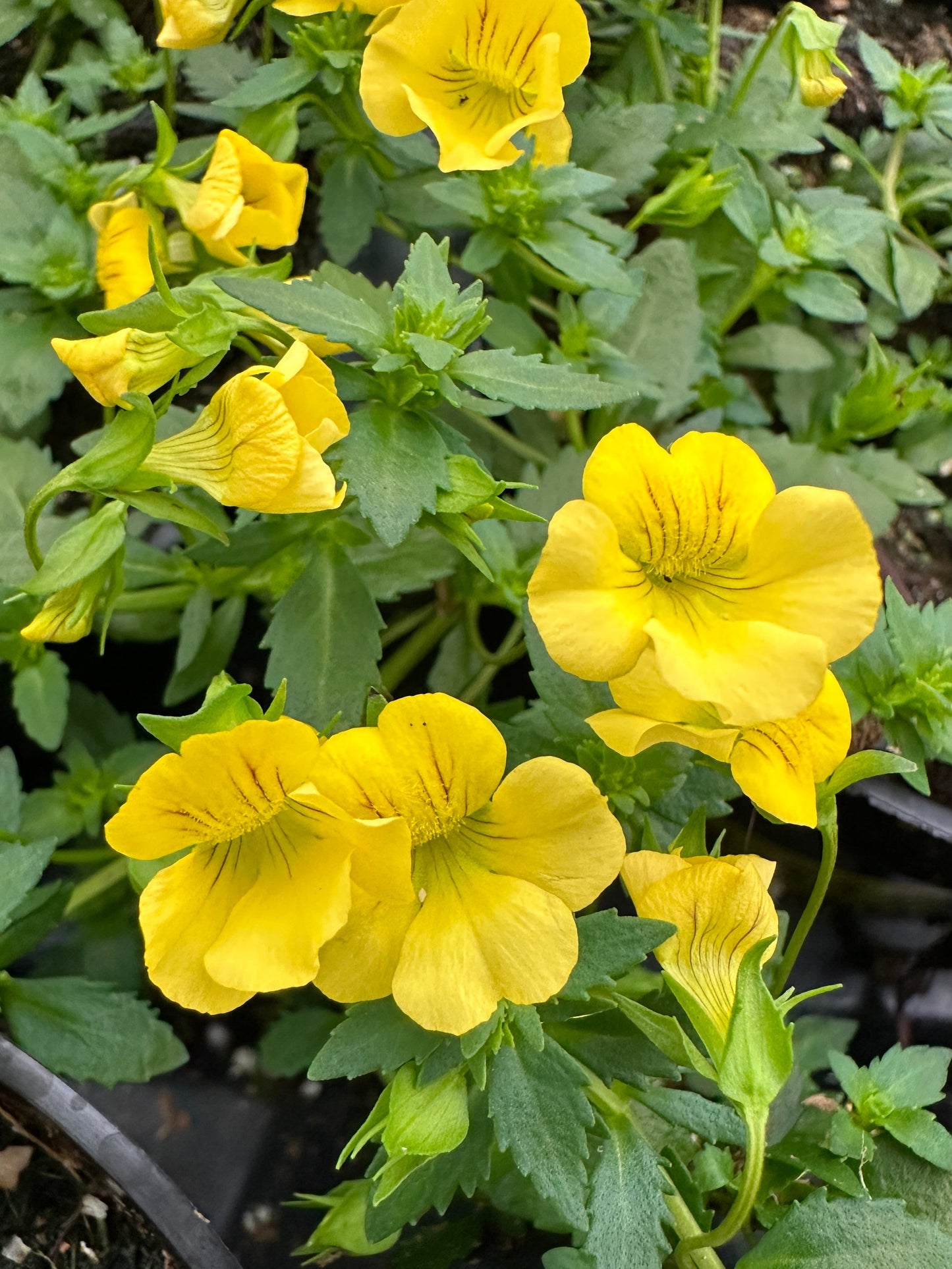 MECARDONIA LITTLE SUNSHINE - 4'' POT