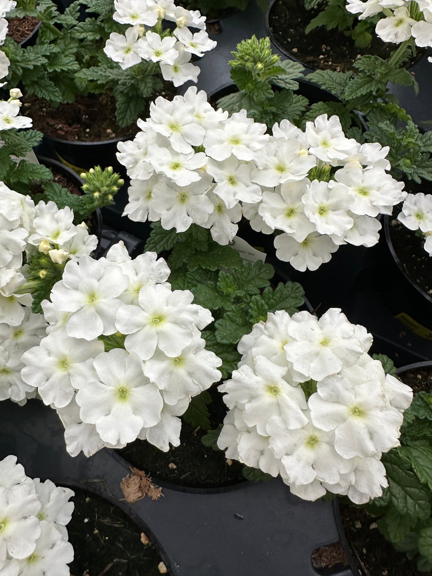 VERBENA EMPRESS WHITE - 4'' POT
