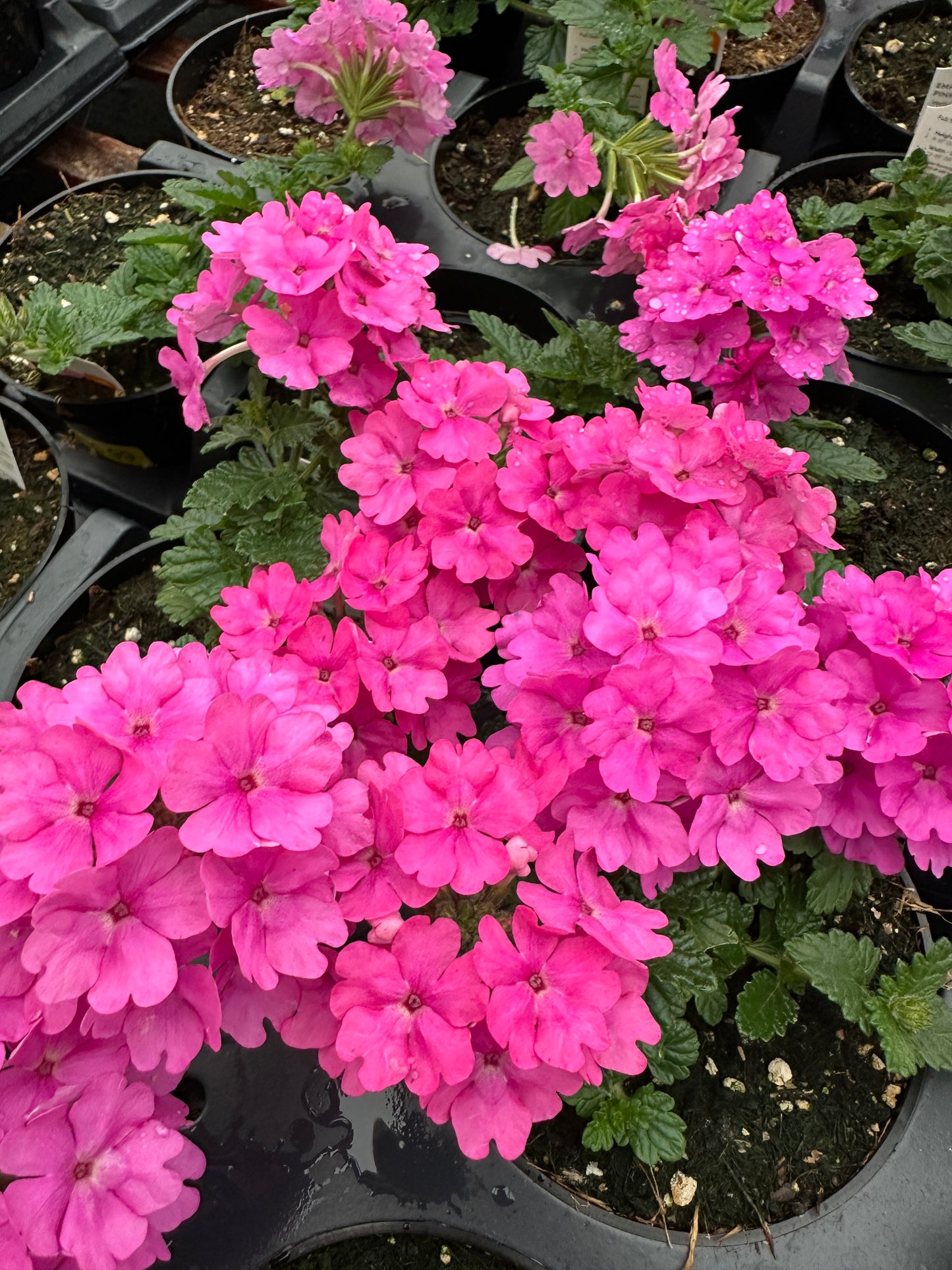 VERBENA EMPRESS SUN PINK - 4'' POT
