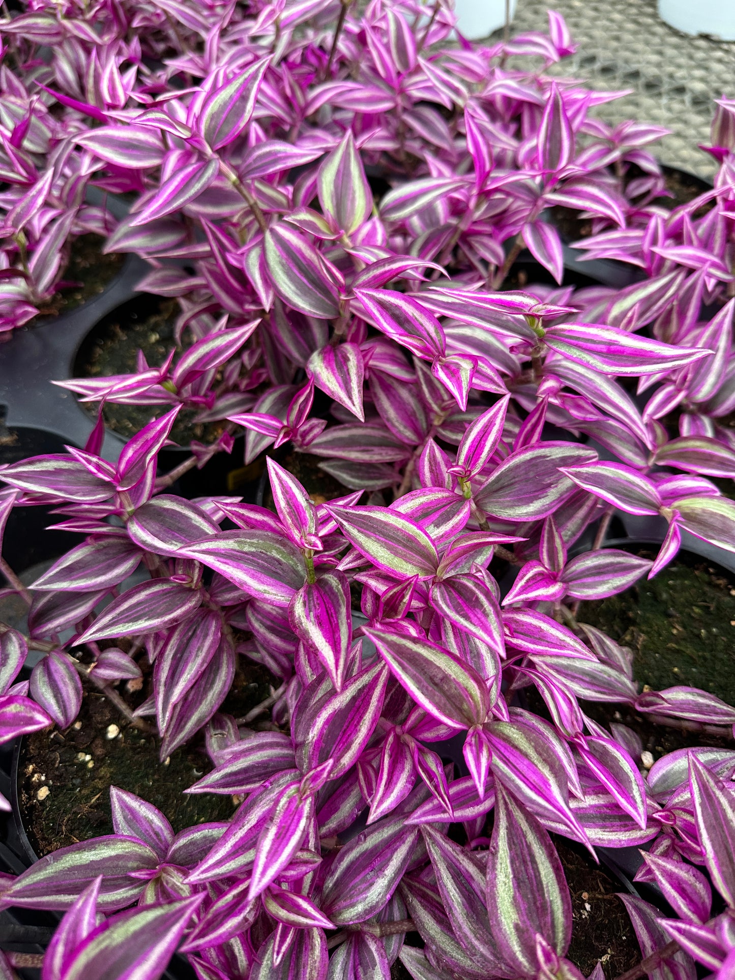 TRADESCANTIA PINK PARADISE - 4'' POT