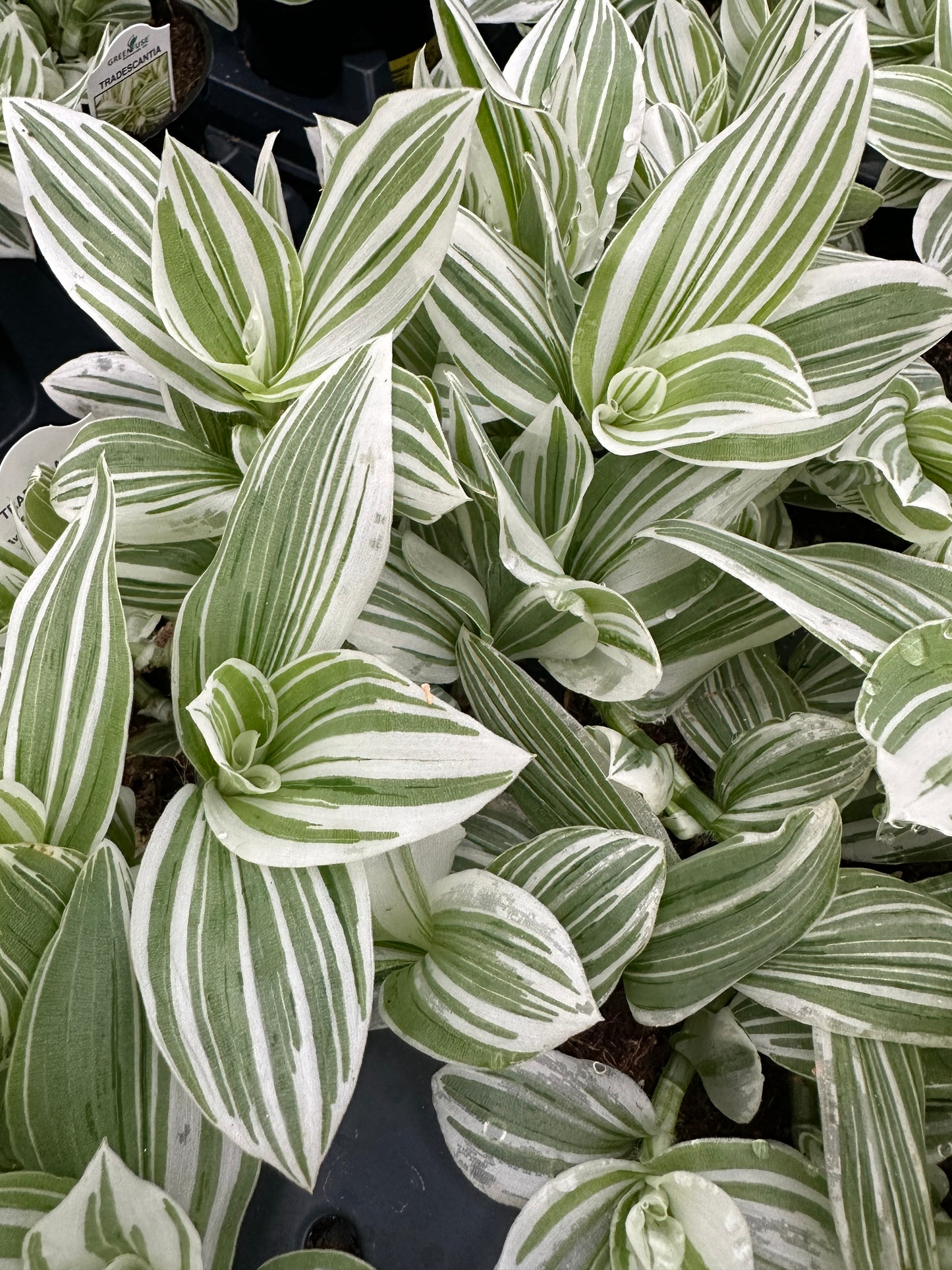 TRADESCANTIA PISTACHIO - 4'' POT