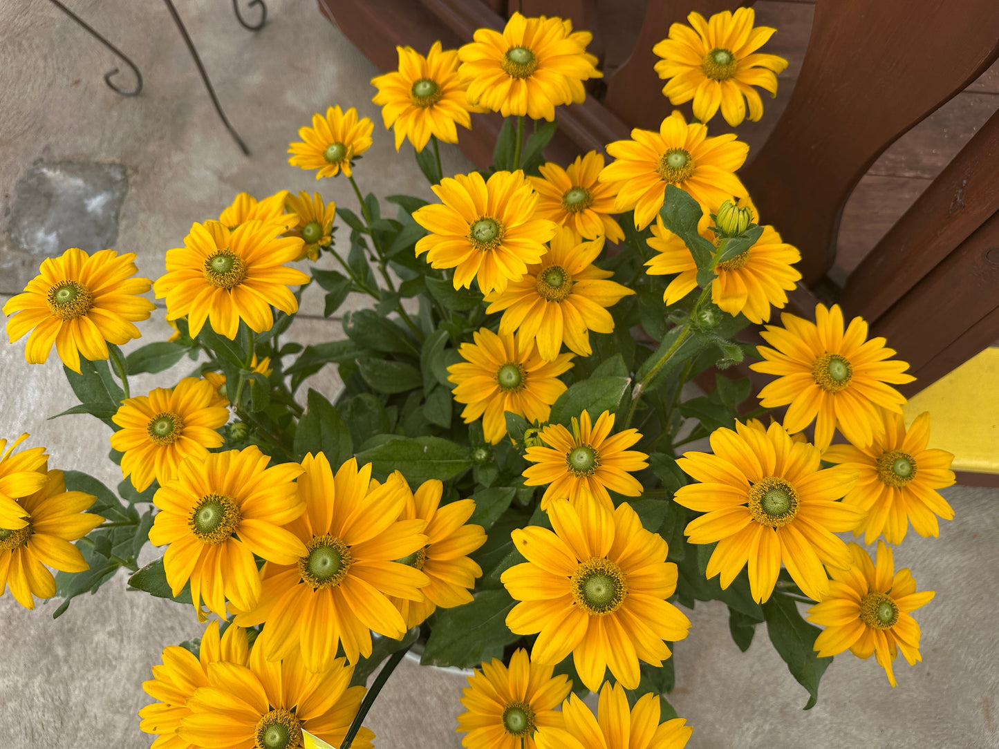 RUDBECKIA SUNBECKIA OPHELIA 12''