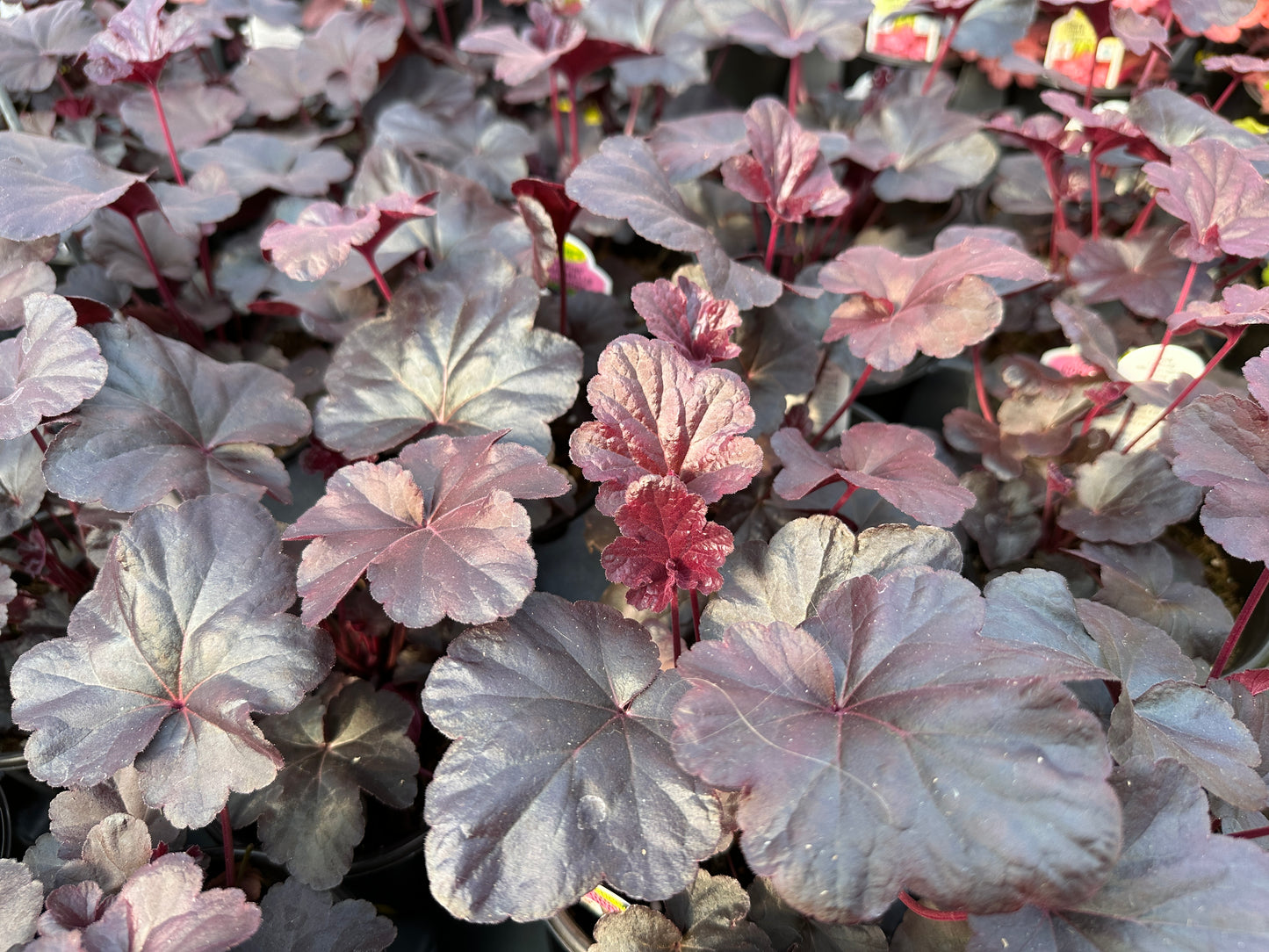 HEUCHERA OBSIDIAN - QUART POT  (AA)